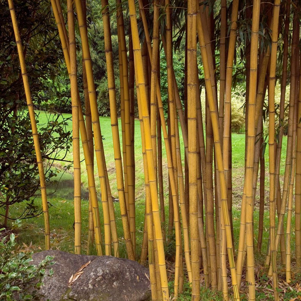 Gelber Furchen Bambus Aureocaulis - Phyllostachys vivax