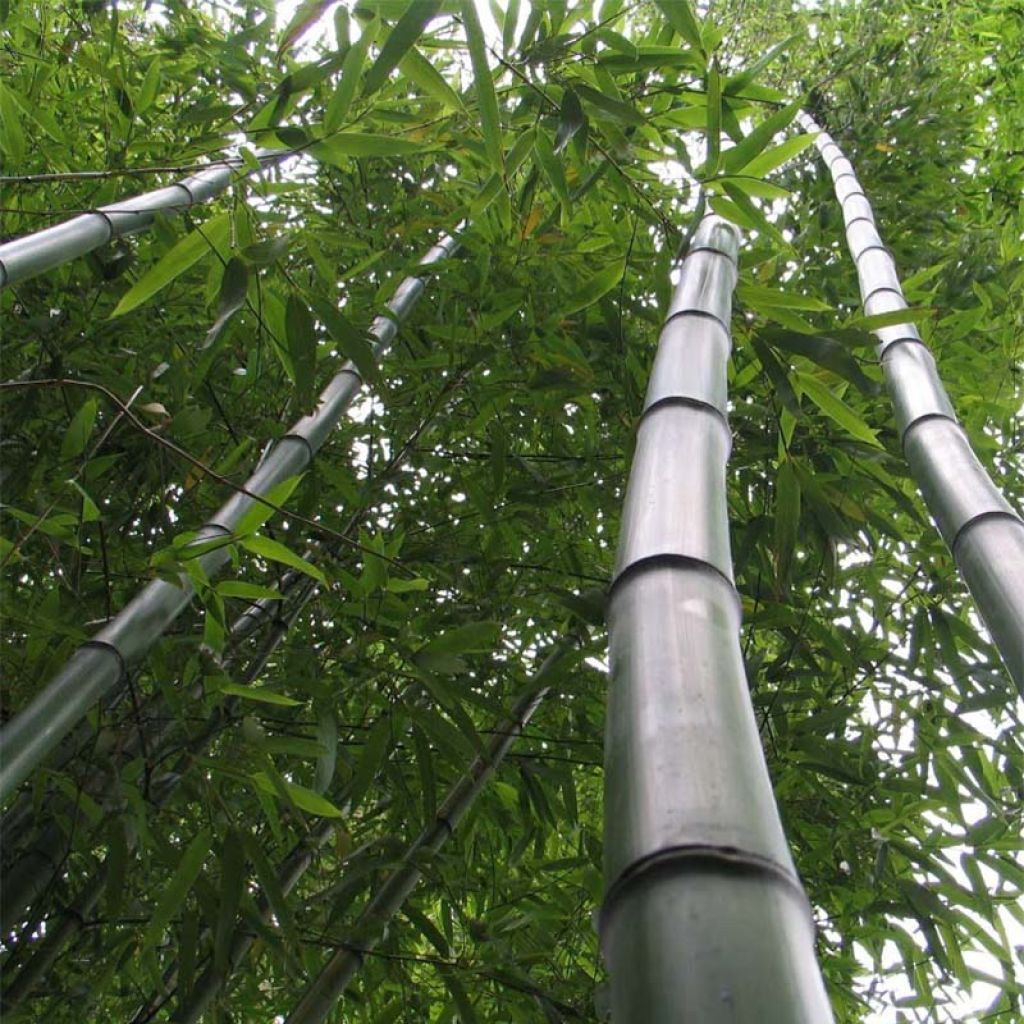 Phyllostachys vivax Huangwenzhu - Bambou géant