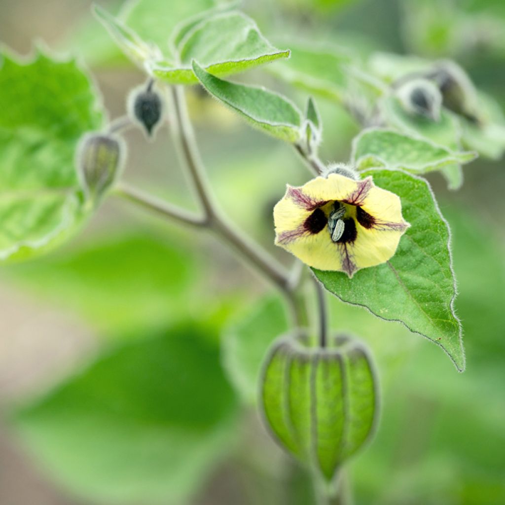 Andenbeere - Physalis peruviana