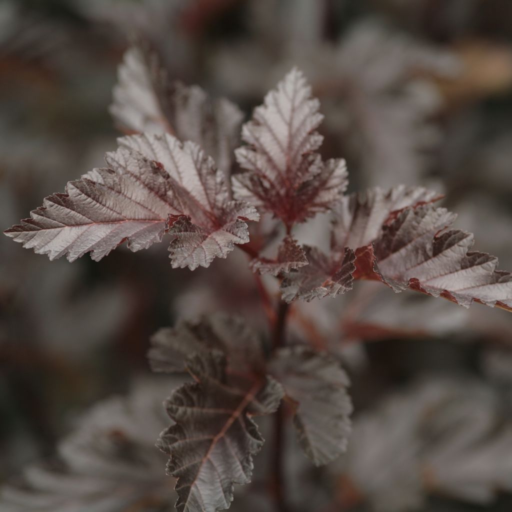 Blasenspiere Midnight - Physocarpus