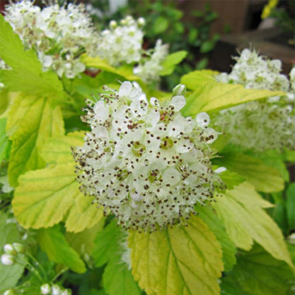 Gelbe Blasenspiere Dart's Gold - Physocarpus