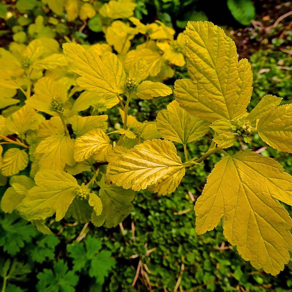 Gelbe Blasenspiere Dart's Gold - Physocarpus