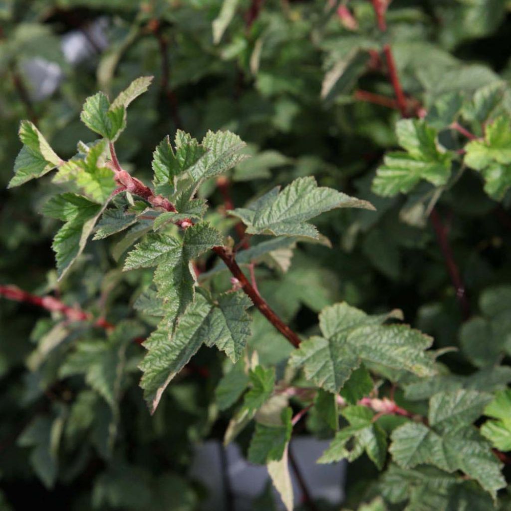 Blasenspiere Tilden Park - Physocarpus capitatus