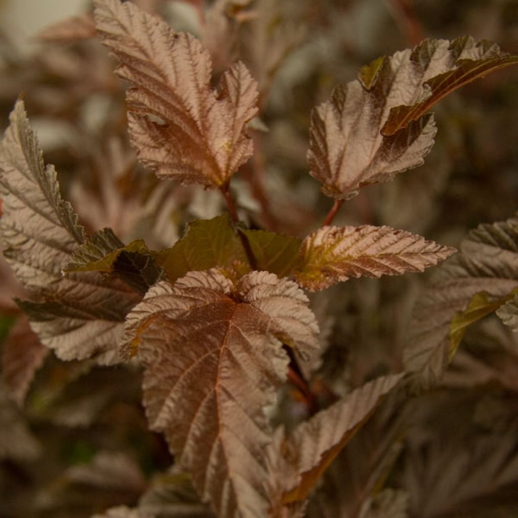 Blasenspiere Diable D'Or - Physocarpus