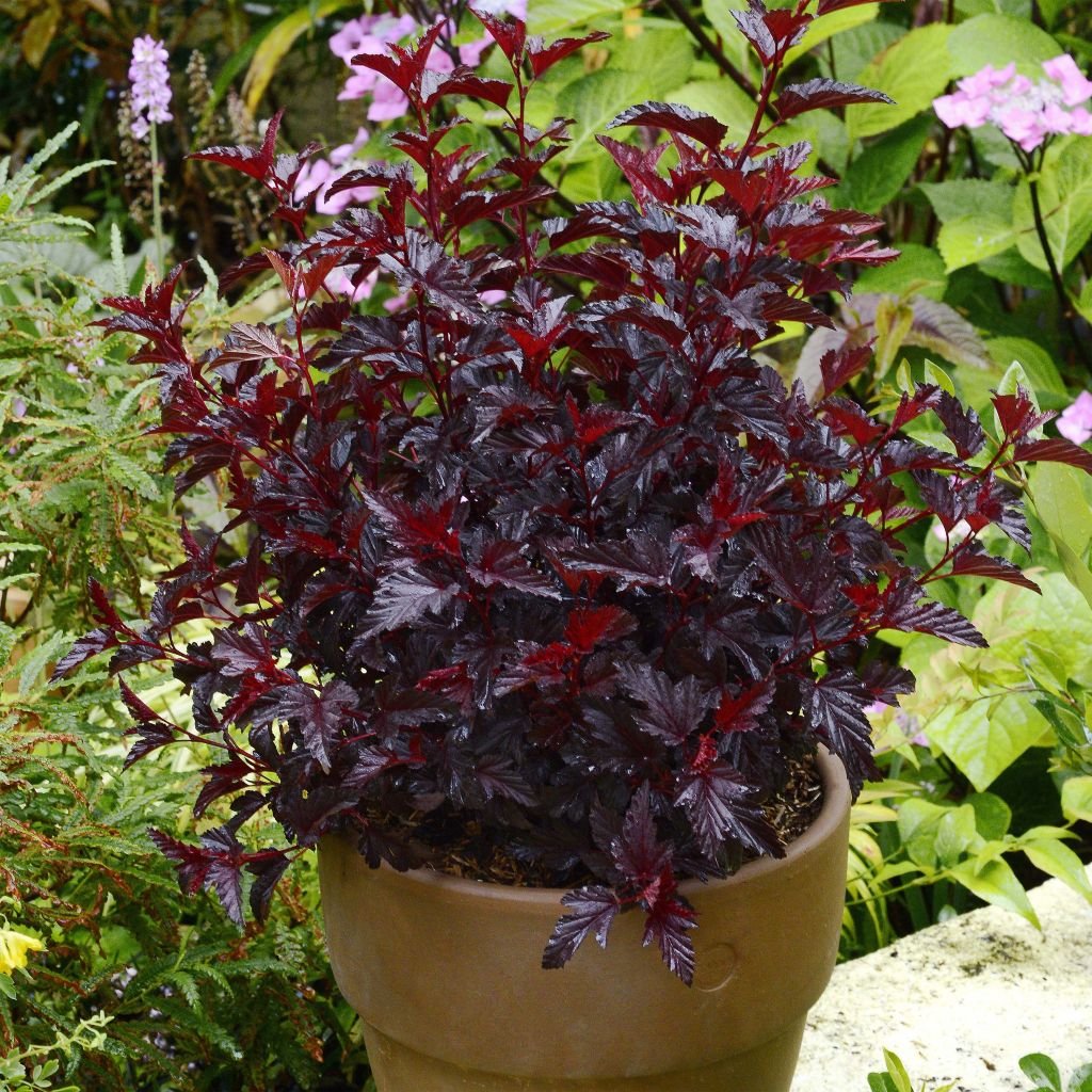 Blasenspiere All Black - Physocarpus