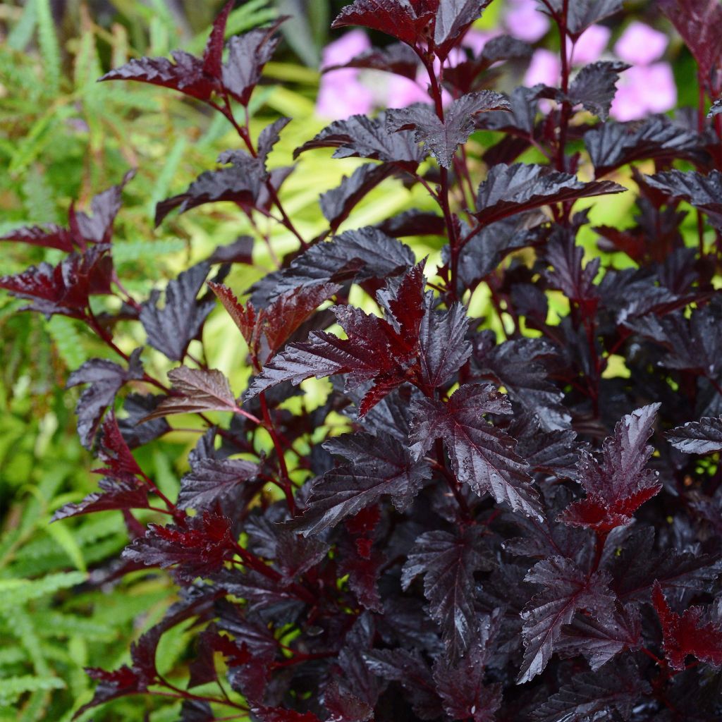 Blasenspiere All Black - Physocarpus