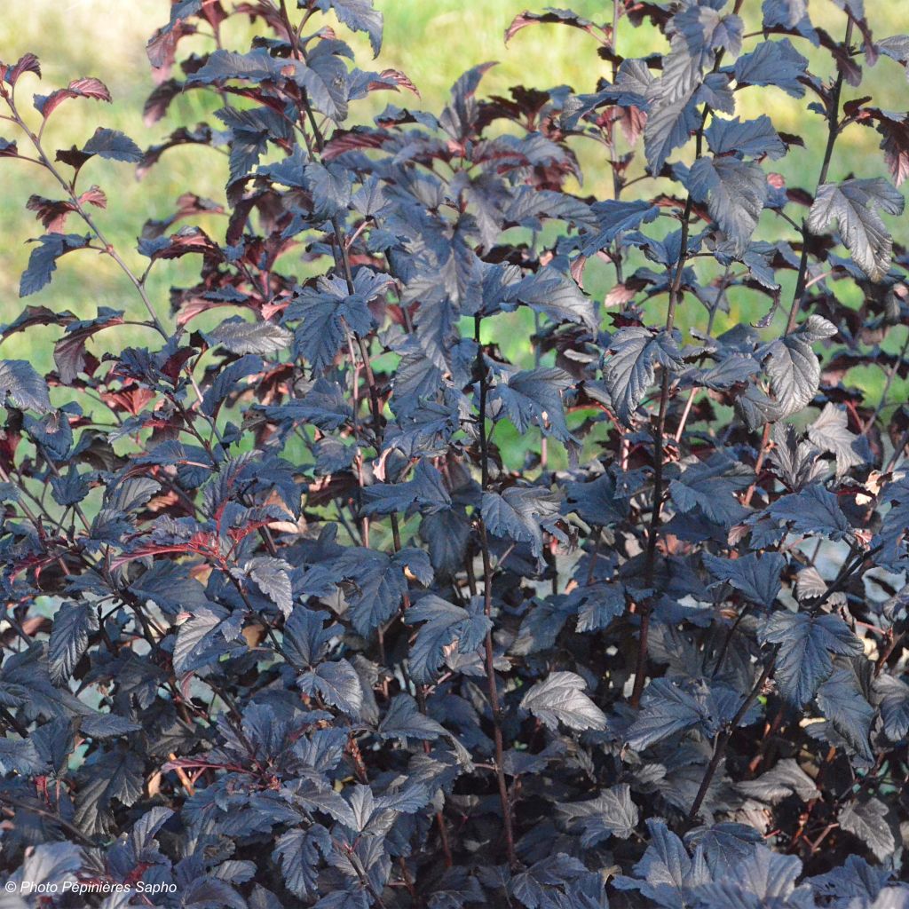 Blasenspiere All Black - Physocarpus