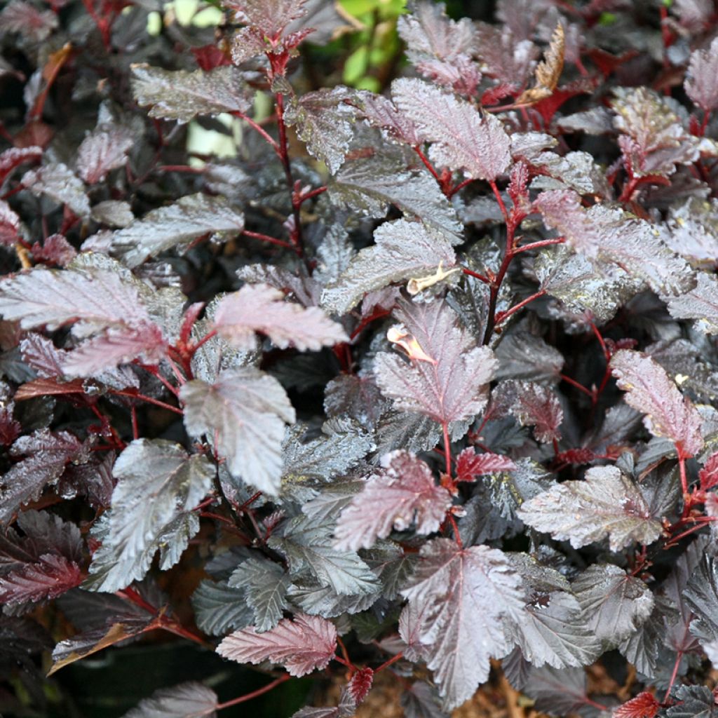 Blasenspiere All Black - Physocarpus