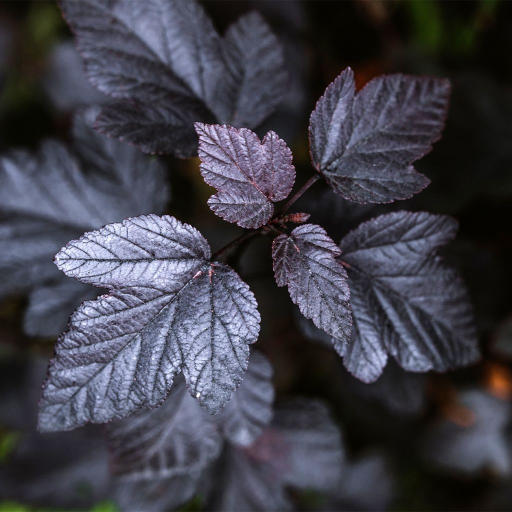 Blasenspiere Black light - Physocarpus