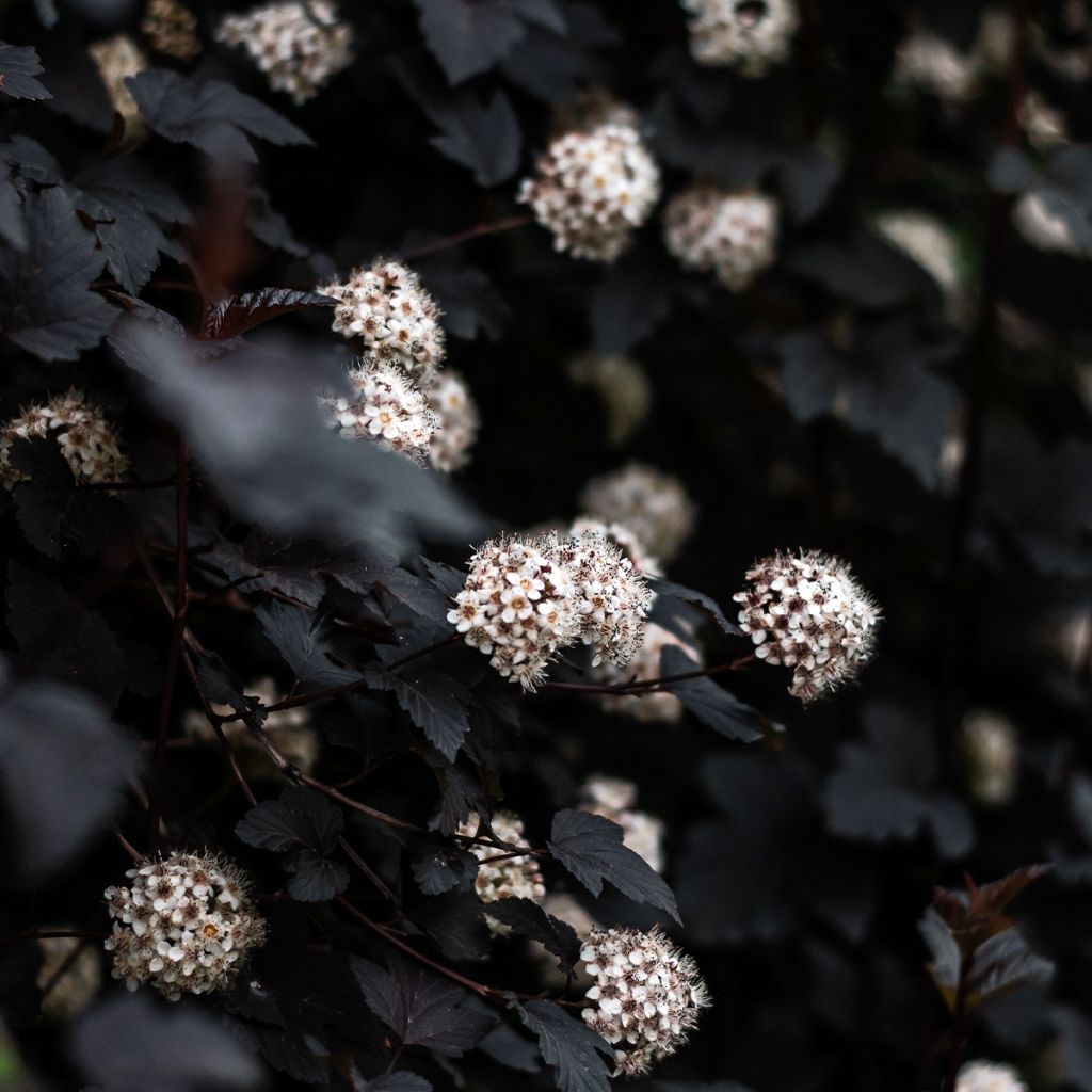 Physocarpe à feuilles d'Obier - Physocarpus opulifolius Black Light