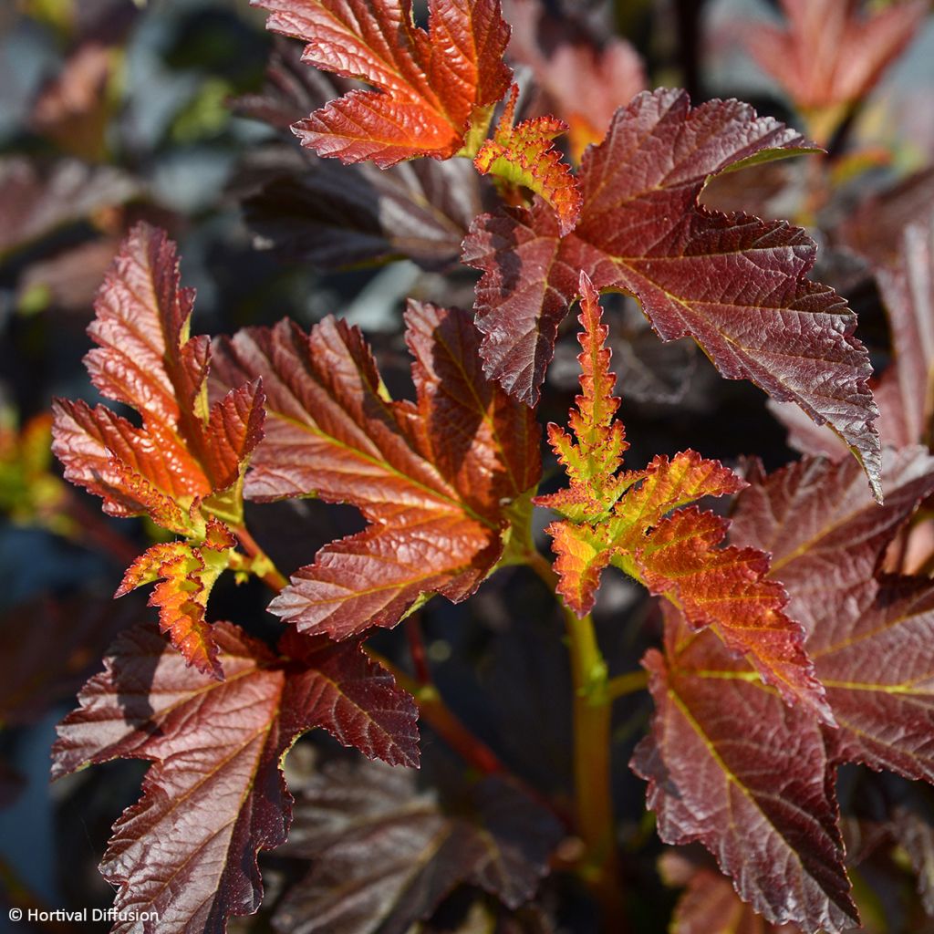 Blasenspiere Choco Flame - Physocarpus