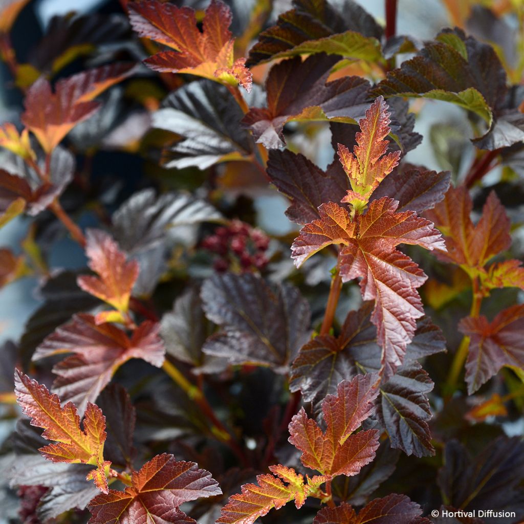 Blasenspiere Choco Flame - Physocarpus