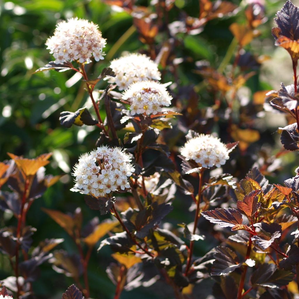 Dunkelrote Blasenspiere Diabolo - Physocarpus