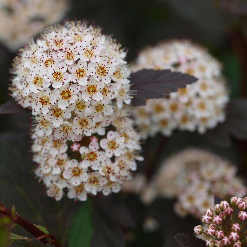 Dunkelrote Blasenspiere Diabolo - Physocarpus