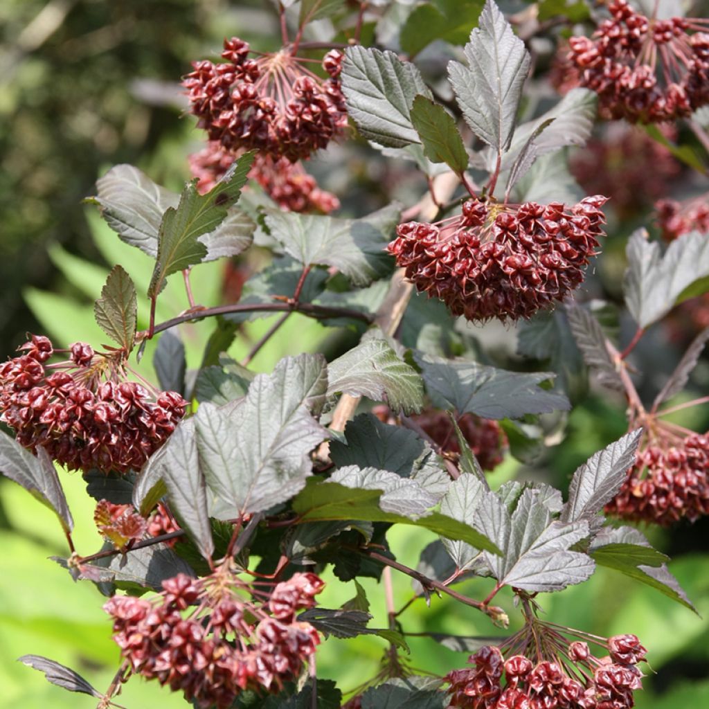 Dunkelrote Blasenspiere Diabolo - Physocarpus