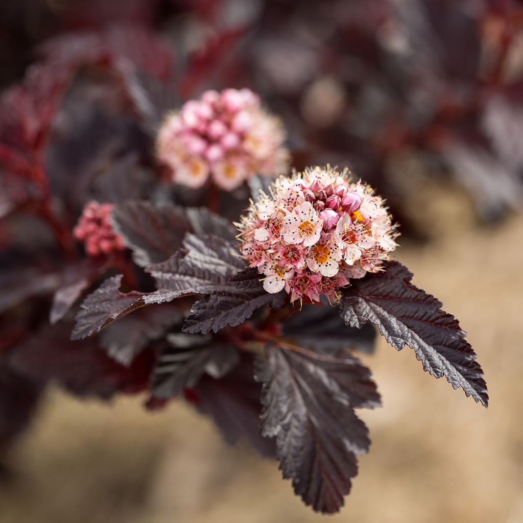 Blasenspiere Fireside 'UMN Harpell' First Editions® - Physocarpus