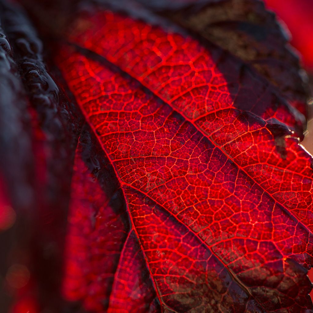 Blasenspiere Fireside 'UMN Harpell' First Editions® - Physocarpus