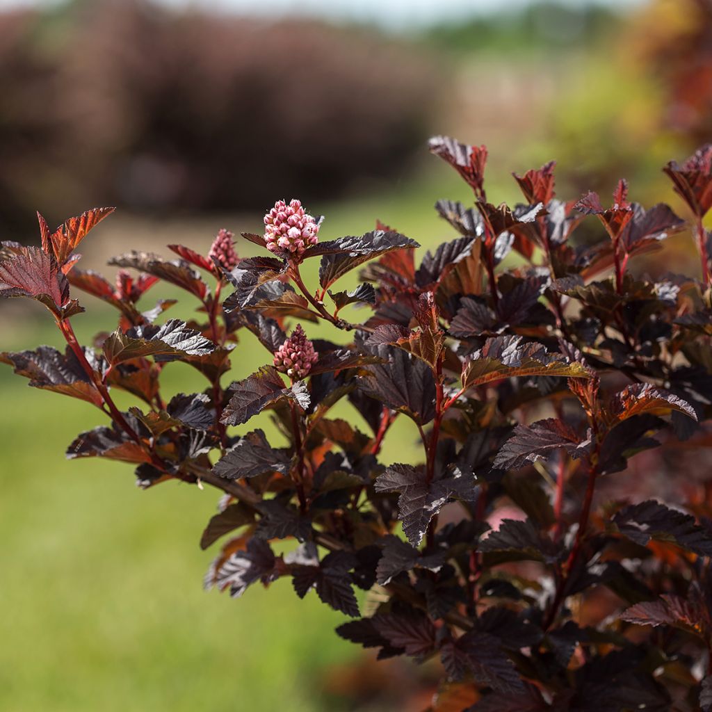 Blasenspiere Fireside 'UMN Harpell' First Editions® - Physocarpus