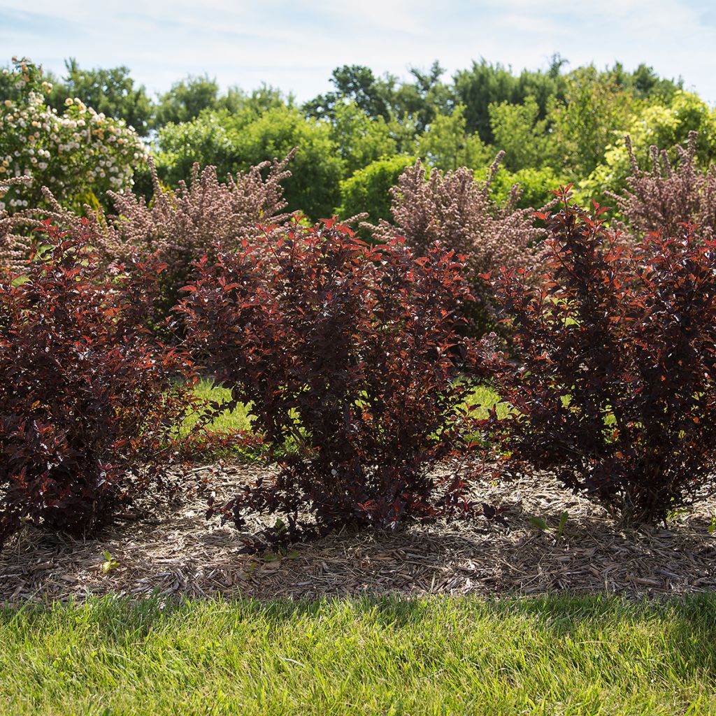 Blasenspiere Fireside 'UMN Harpell' First Editions® - Physocarpus