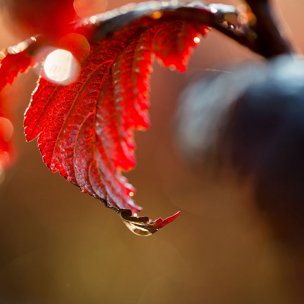 Blasenspiere Fireside 'UMN Harpell' First Editions® - Physocarpus