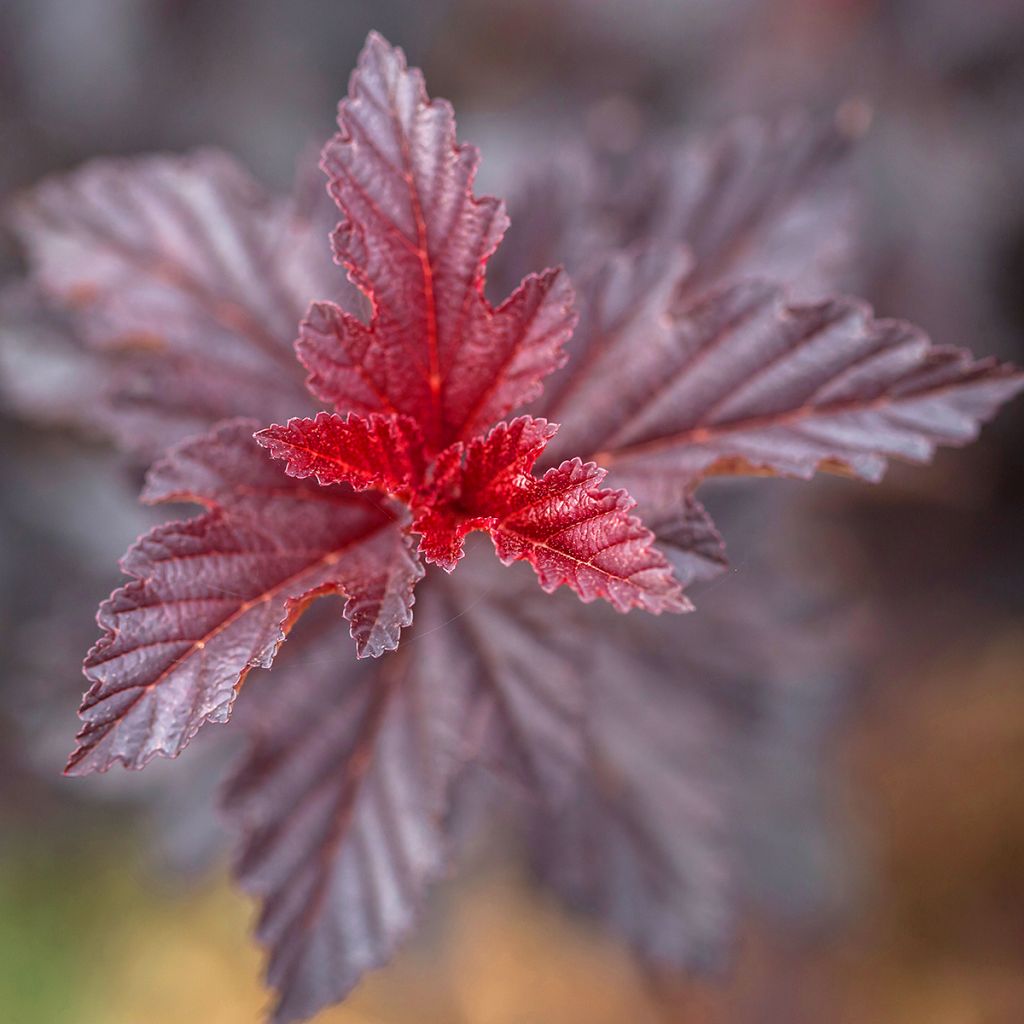 Blasenspiere Fireside 'UMN Harpell' First Editions® - Physocarpus