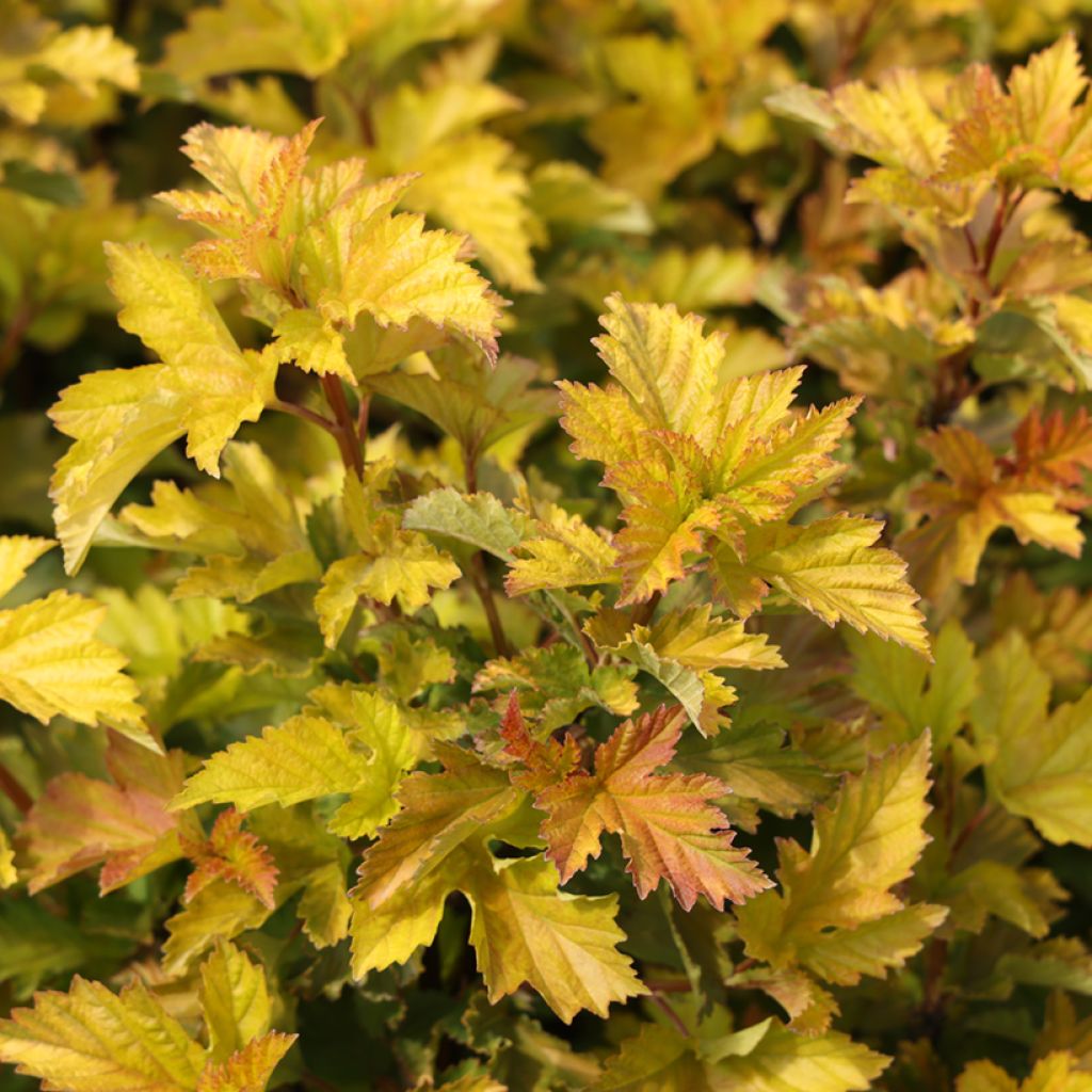 Blasenspiere LITTLE LEENA - Physcocarpus