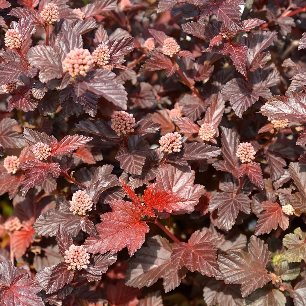 Physocarpe à feuilles d'Obier - Physocarpus opulifolius Little Angel