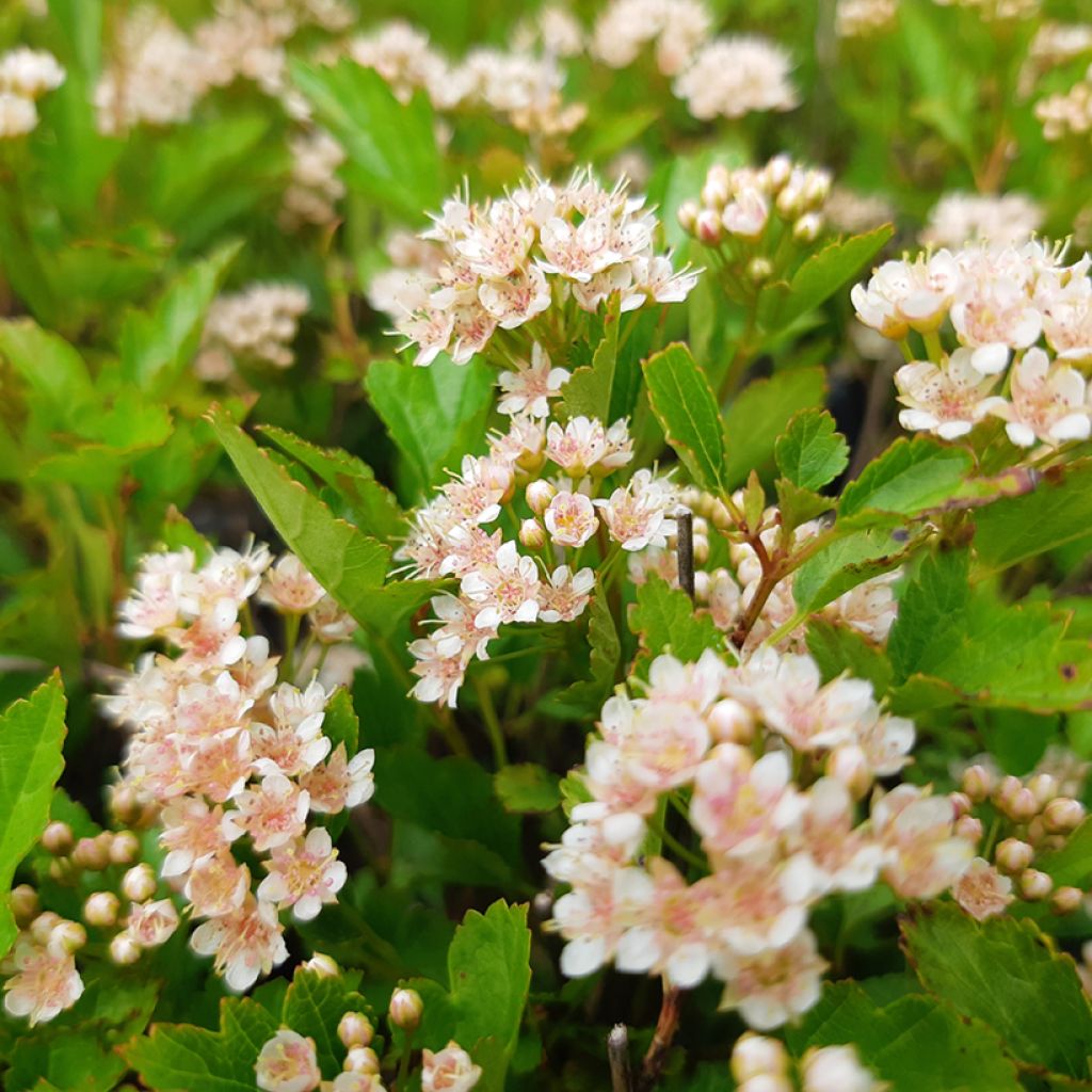 Blasenspiere Little Greeny - Physocarpus