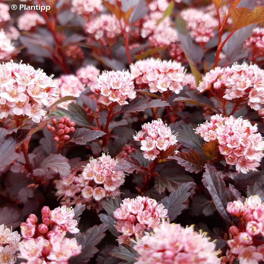 Blasenspiere Little Joker - Physocarpus