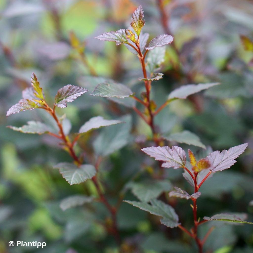 Blasenspiere Little Joker - Physocarpus