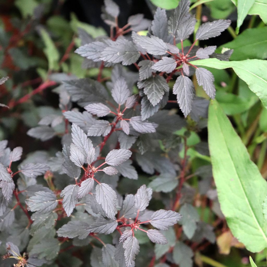 Blasenspiere Little Joker - Physocarpus