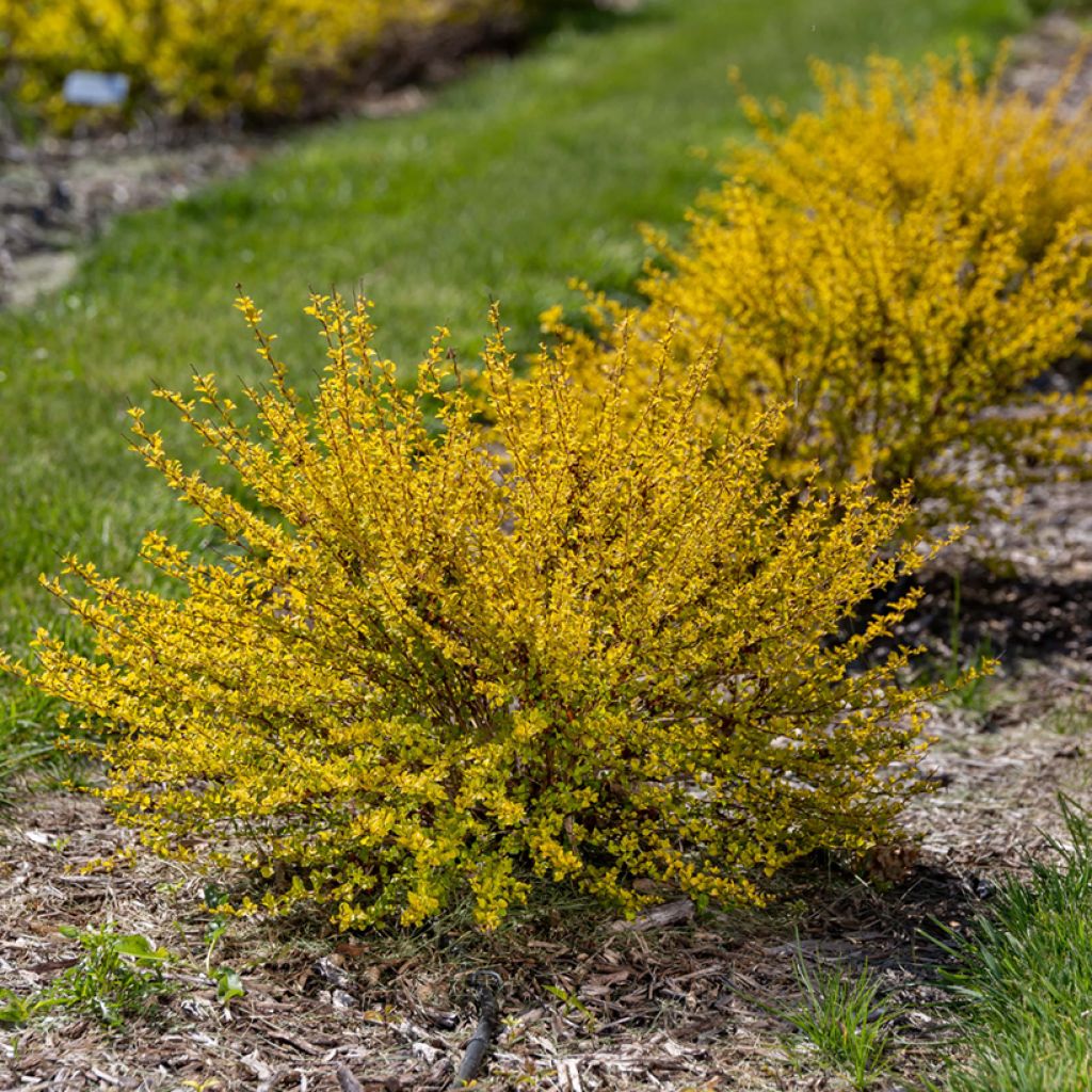 Blasenspiere Lucky Devil - Physocarpus