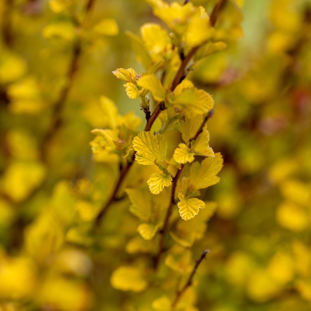 Blasenspiere Lucky Devil - Physocarpus