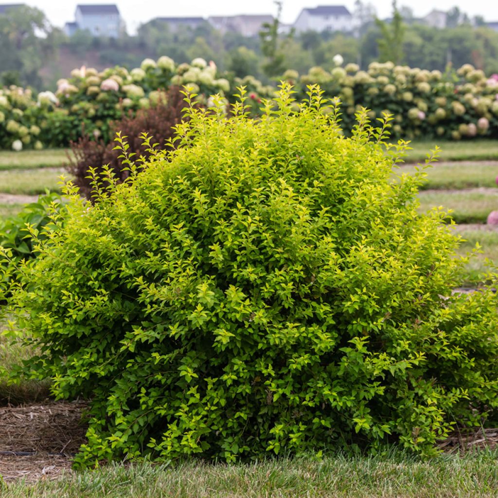 Blasenspiere Lucky Devil - Physocarpus