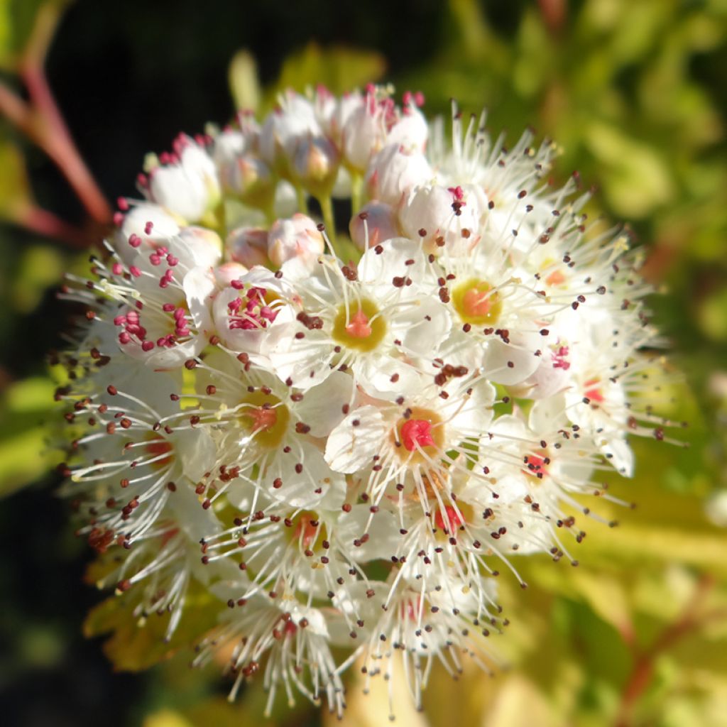 Physocarpus opulifolius Luteus - Physocarpe