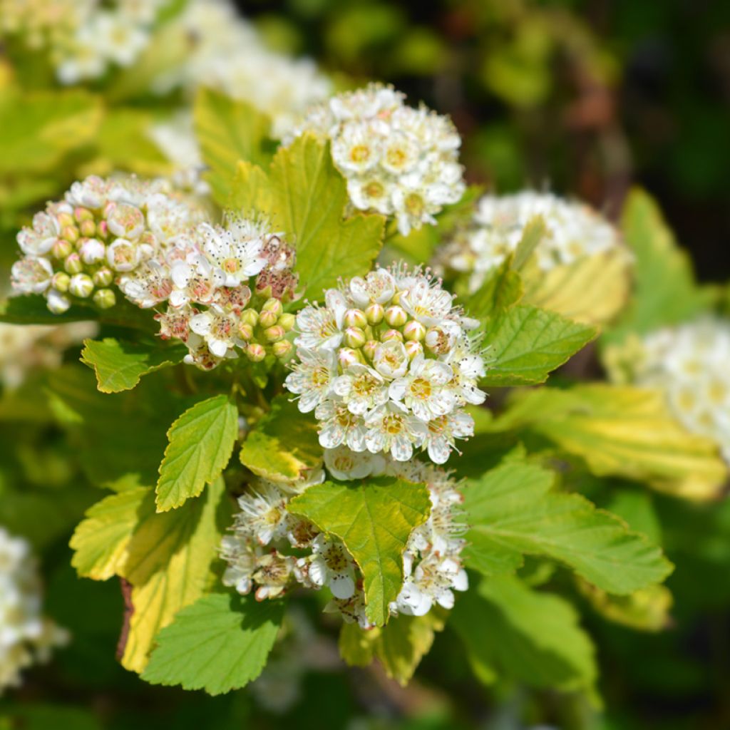 Physocarpus opulifolius Luteus - Physocarpe