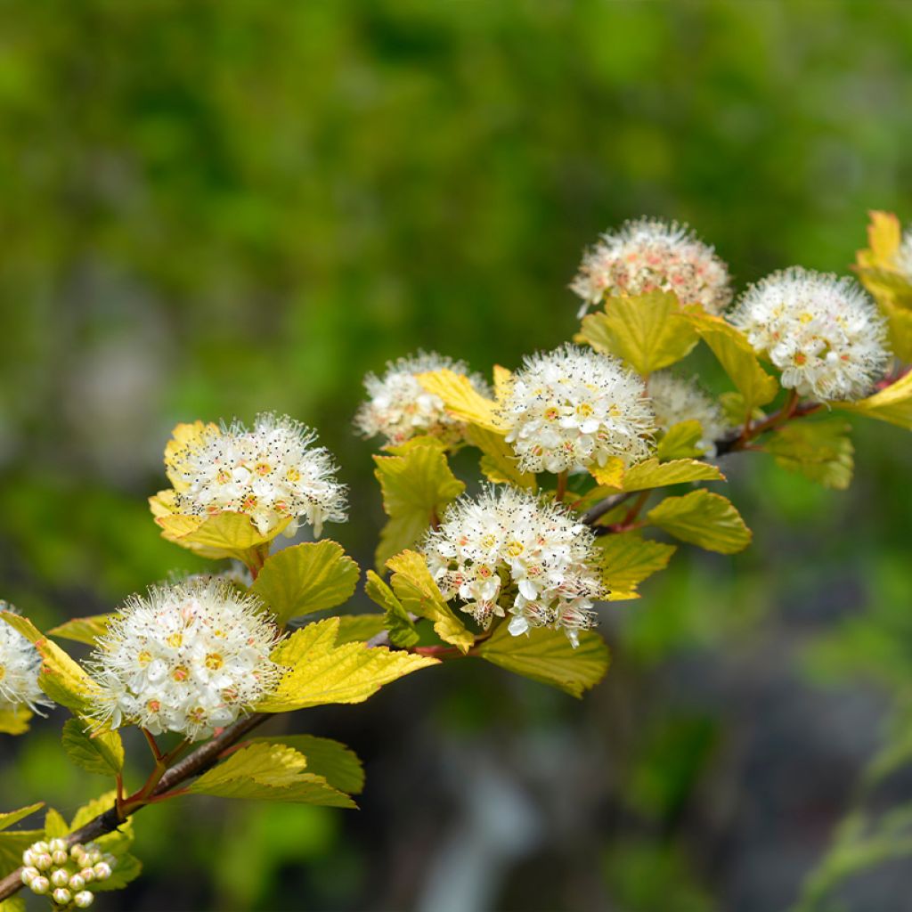 Physocarpus opulifolius Luteus - Physocarpe