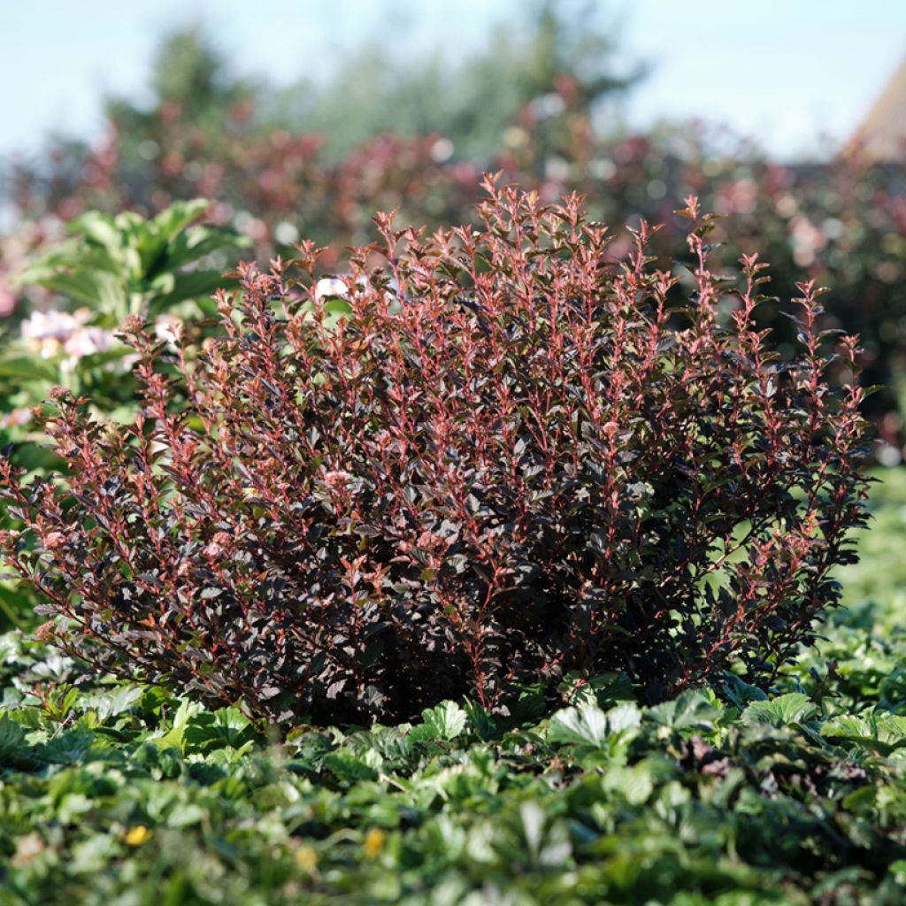 Blasenspiere Magic Sweet Cherry Tea - Physocarpus