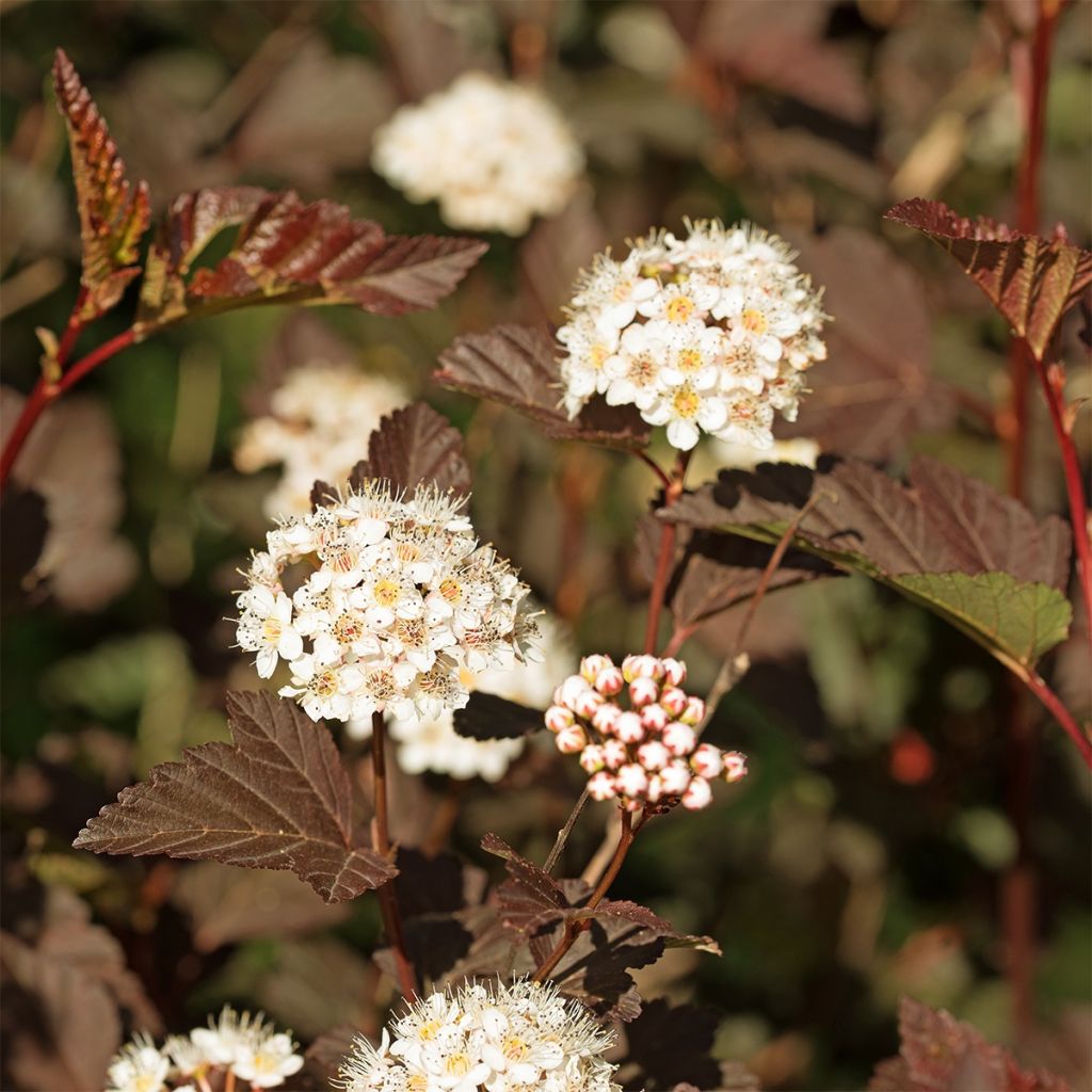 Blasenspiere Perspektiva - Physocarpus