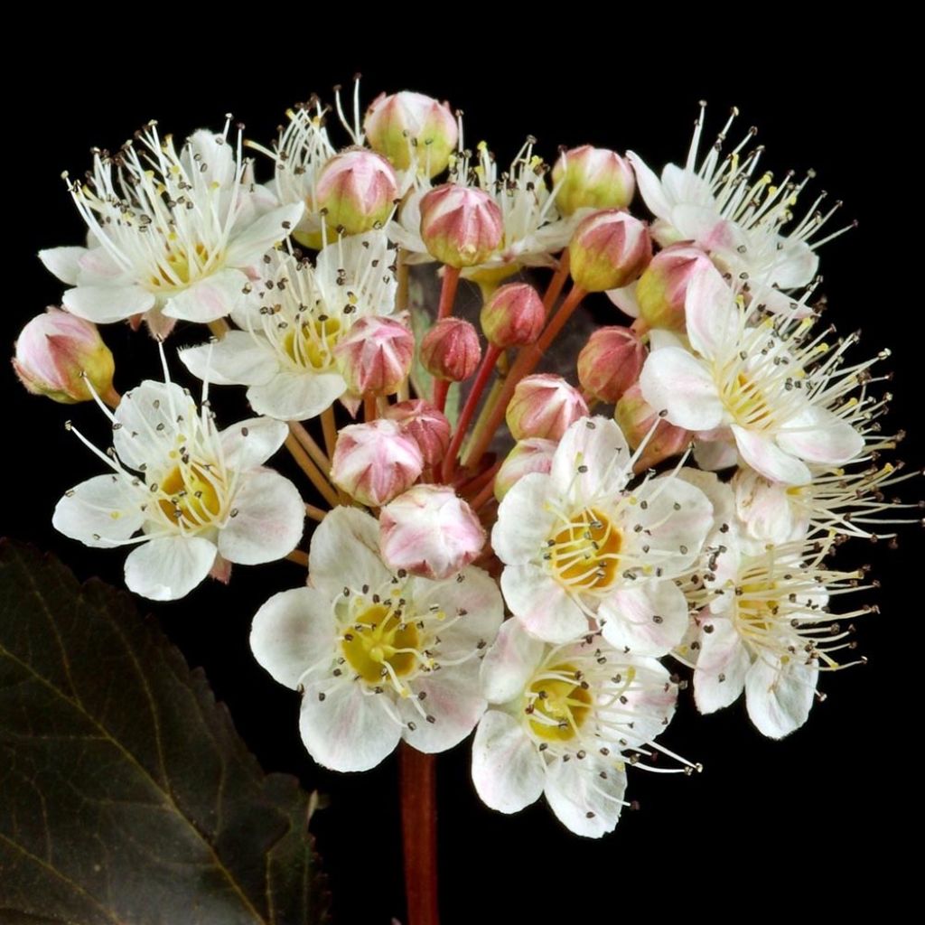 Blasenspiere Red Baron - Physocarpus