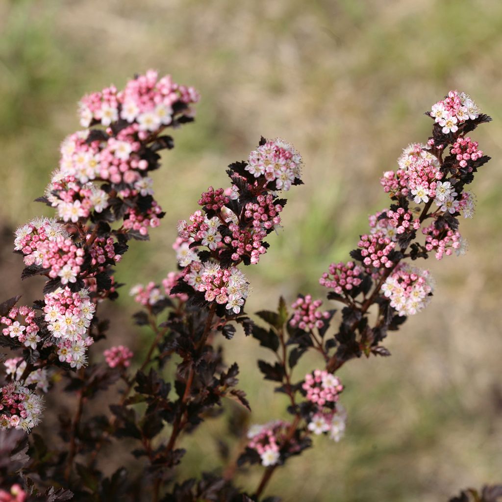 Blasenspiere Tiny Wine® Proven Winners® - Physcocarpus