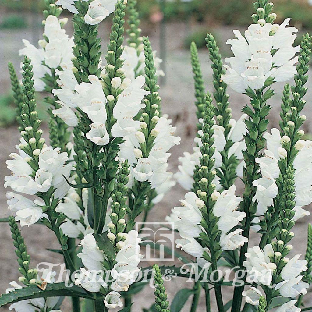 Physostegia virginiana Summer Snow (Samen) - Gelenkblume