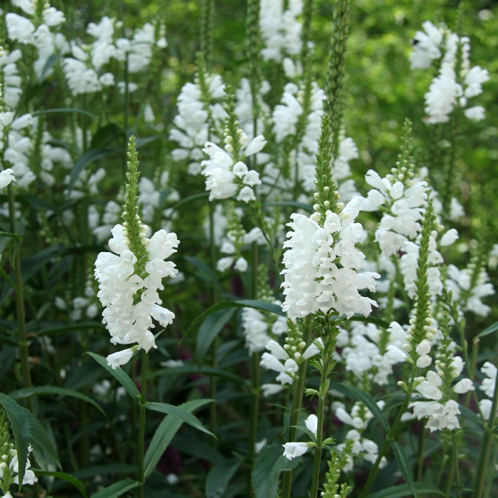 Physostegia virginiana Alba - Gelenkblume