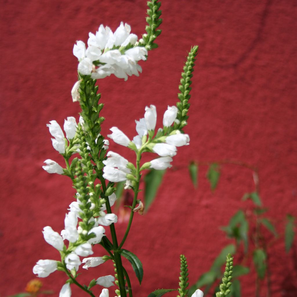 Physostegia virginiana Alba - Gelenkblume