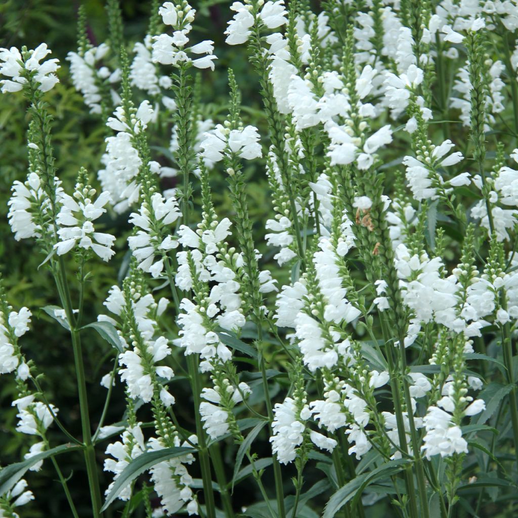 Physostegia virginiana Alba - Gelenkblume