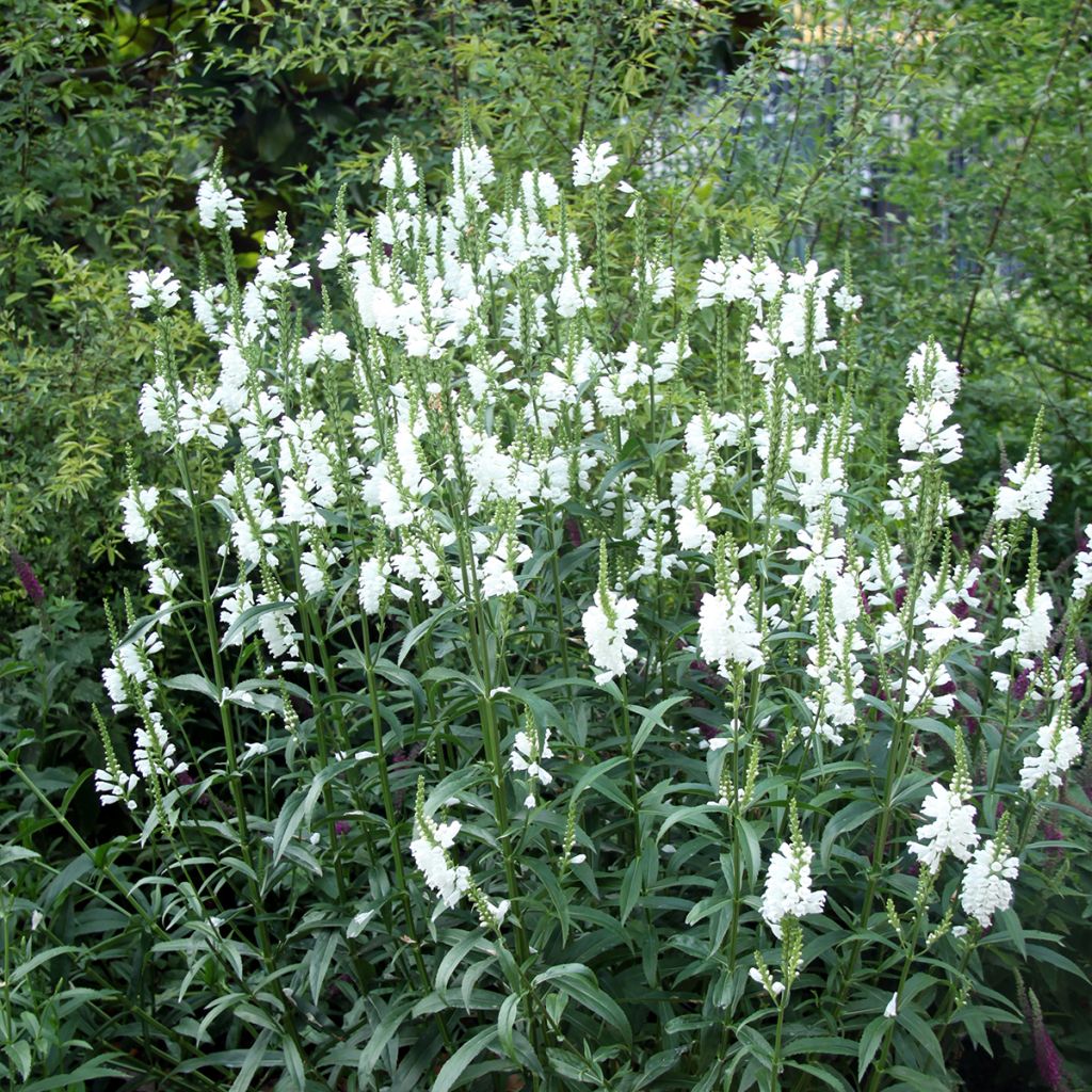 Physostegia virginiana Alba - Gelenkblume