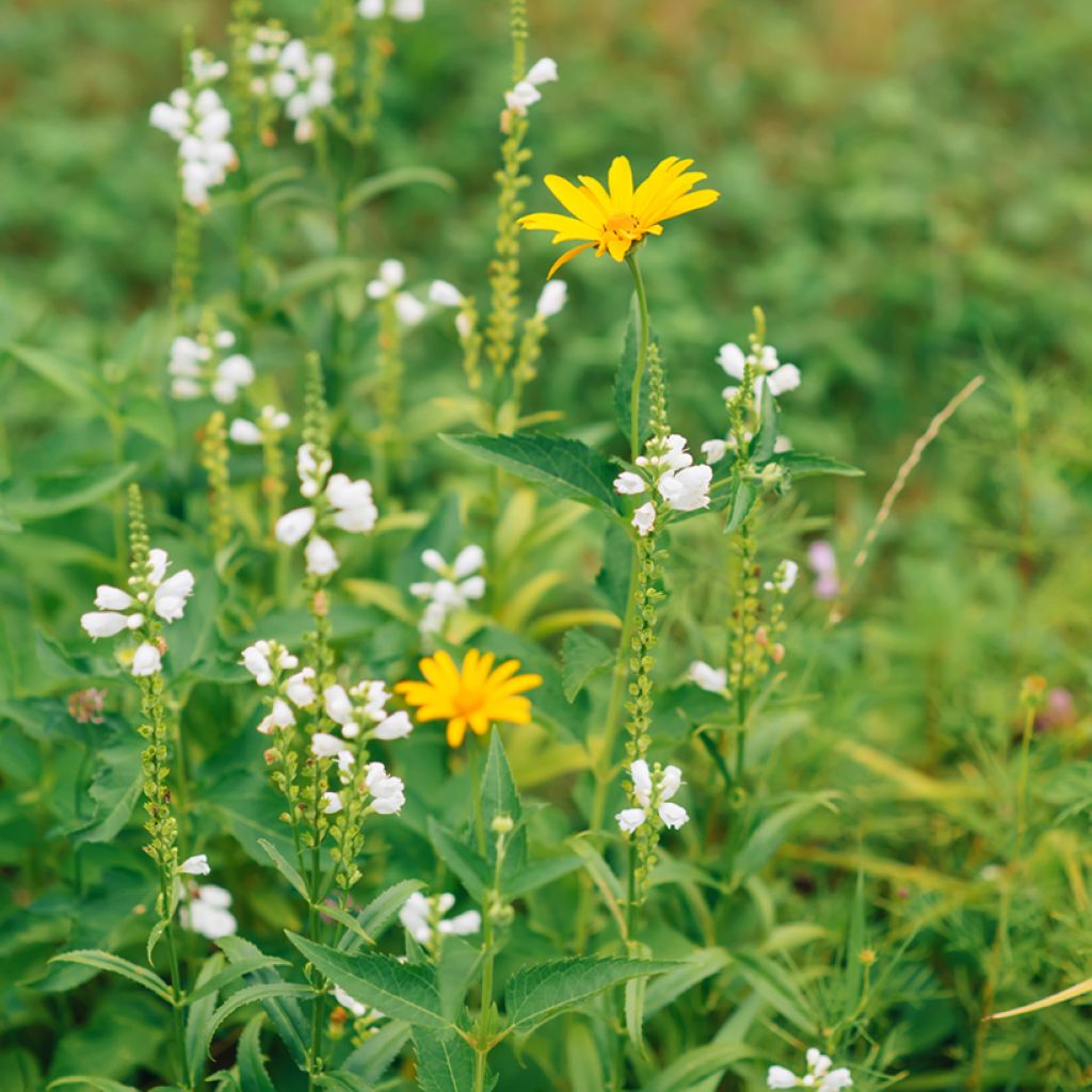 Physostegia virginiana Alba - Gelenkblume