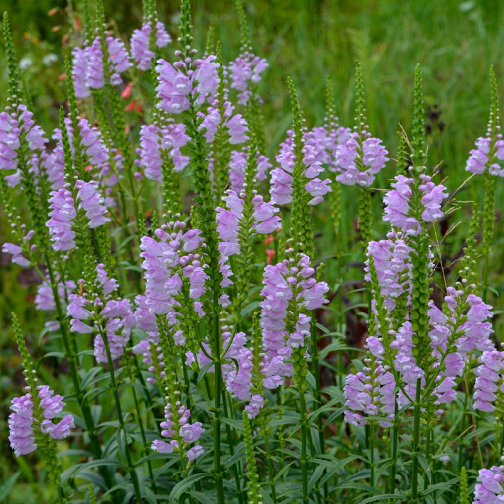 Physostegia virginiana Bouquet Rose - Gelenkblume