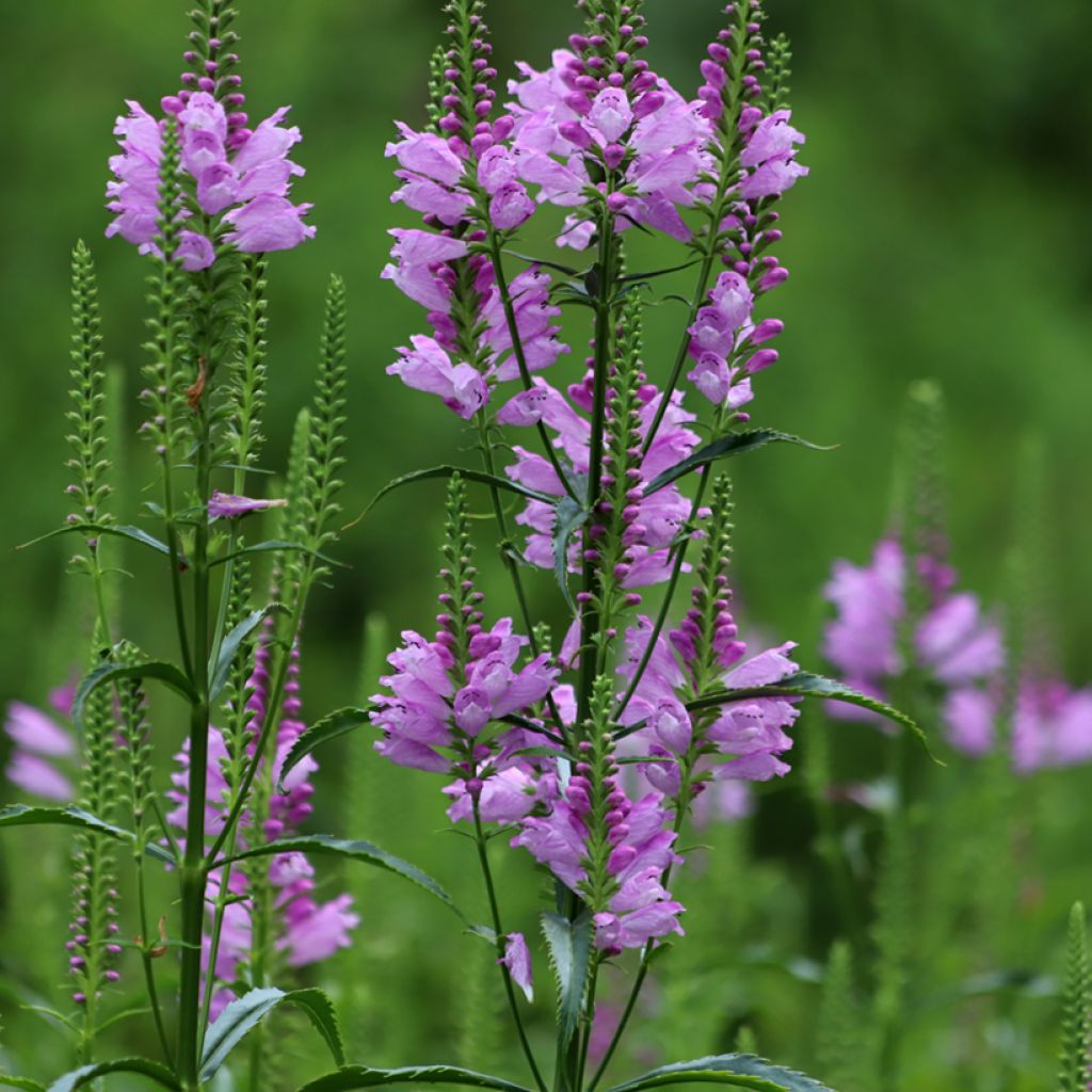 Physostegia virginiana Bouquet Rose - Gelenkblume