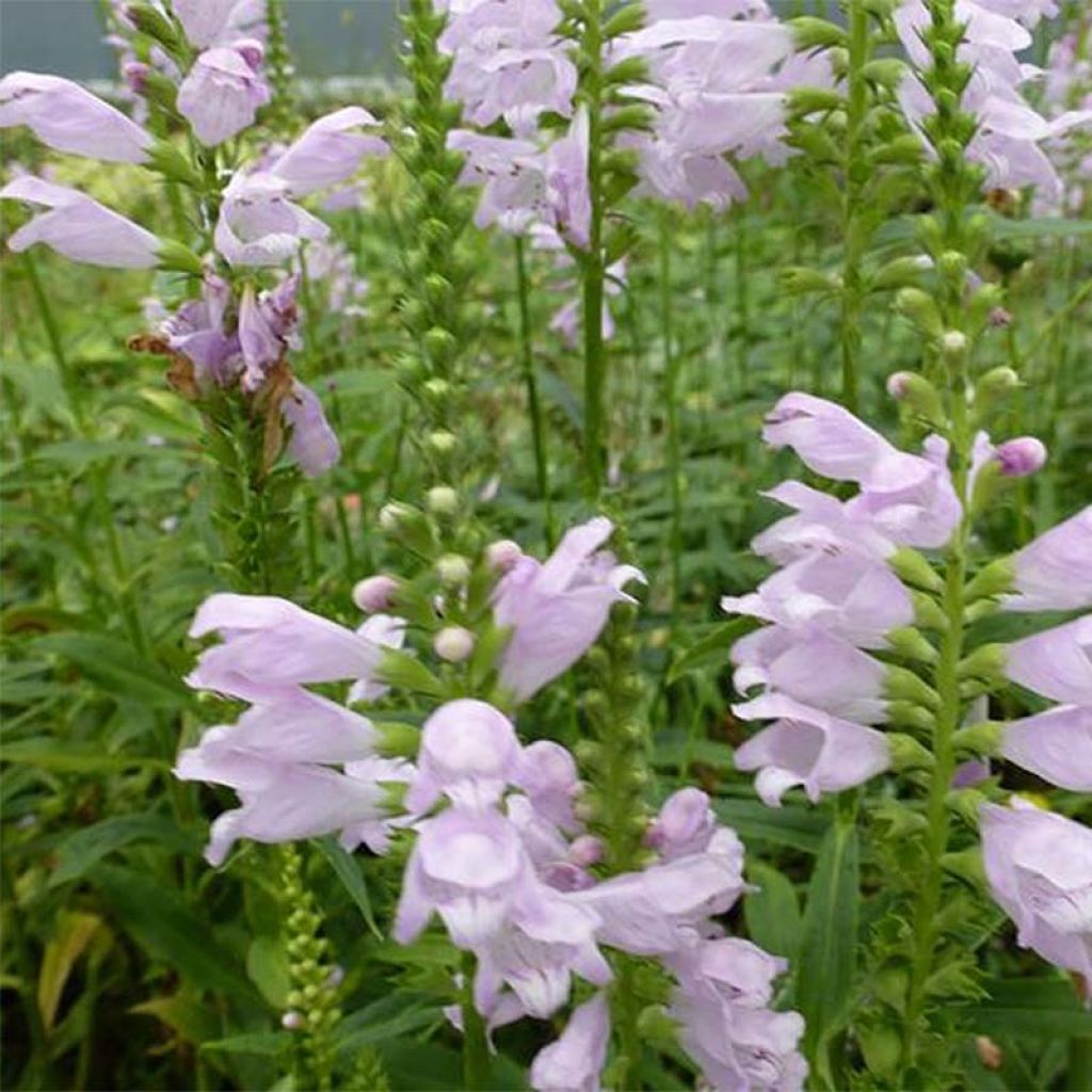 Physostegia virginiana Galadriel - Cataleptique